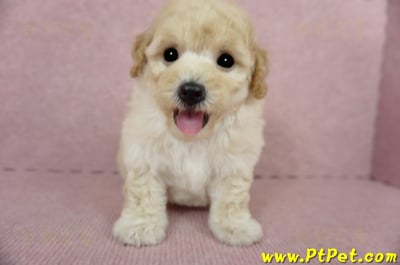 03/12泰迪比熊公幼犬1號(嘉義市)4