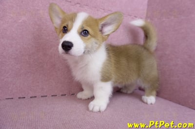 10/10雙色柯基犬母幼犬(高雄大寮)9