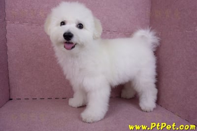 07/22比熊犬公幼犬(屏東市)8