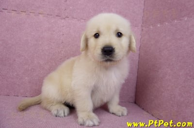 07/18黃金獵犬公幼犬4號(台北)7