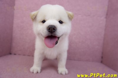 07/22白色柴犬公幼犬1