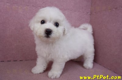 02/14比熊犬母幼犬9