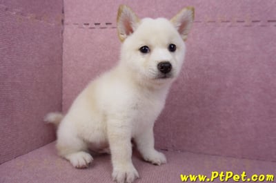 05/24白色柴犬公幼犬(屏東恆春)4