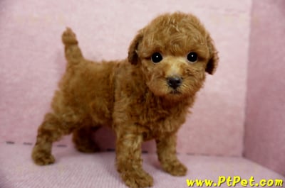 04/15玩具型紅貴賓母幼犬1號(台中大雅)5