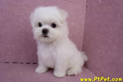 05/28迷你型馬爾濟斯公幼犬2號(台東成功)7