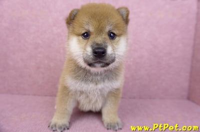 05/20赤色柴犬公幼犬2號2