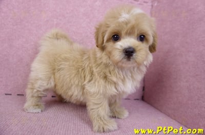 10/18馬爾泰迪母幼犬1號(台中烏日)10