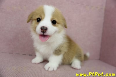 02/09雙色柯基犬母幼犬1號(台南安定)10