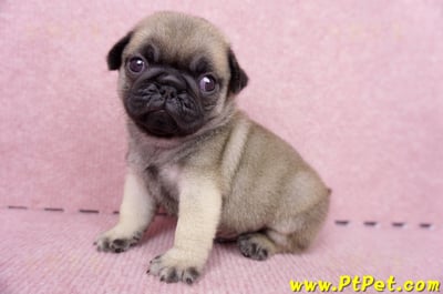 07/09巴哥公幼犬1號(台南關廟)9