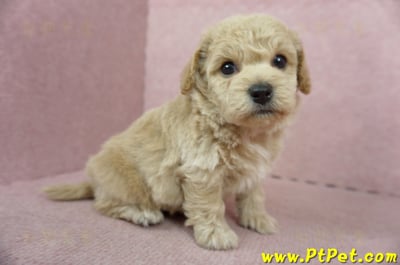 11/08泰迪比熊公幼犬2號(新北淡水)5