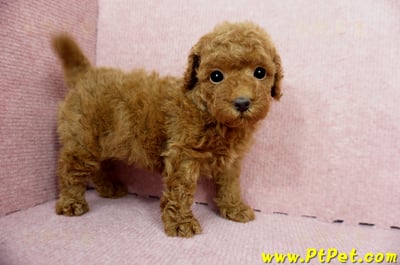 04/15玩具型紅貴賓公幼犬1號(屏東竹田)6