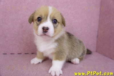 09/22雙色柯基犬母幼犬2號(桃園觀音)5