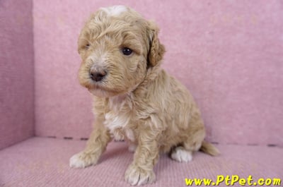 02/18泰迪比熊母幼犬1號6