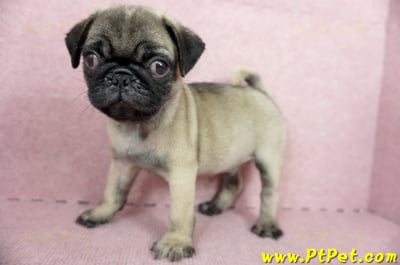 04/02巴哥公幼犬(屏東崁頂)6