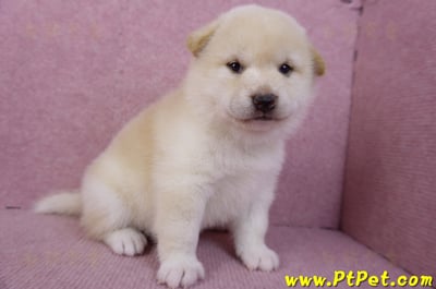 12/10白色柴犬母幼犬5