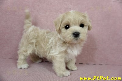 01/15奶油色馬爾泰迪 I 公幼犬(高雄大寮)9