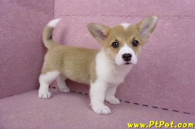 10/13雙色柯基犬母幼犬3號(台南北區)5