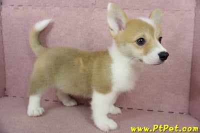 04/13雙色柯基犬母幼犬(高雄橋頭)4