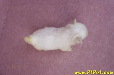 03/20馬爾濟斯母幼犬3號7