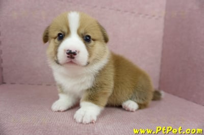 04/01雙色柯基犬公幼犬(屏東九如)6