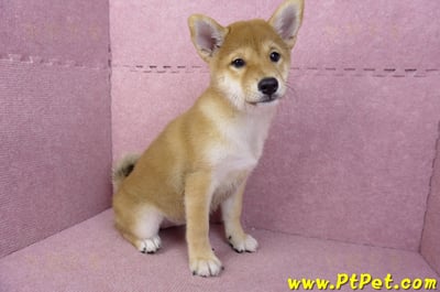 05/07赤色柴犬母幼犬3
