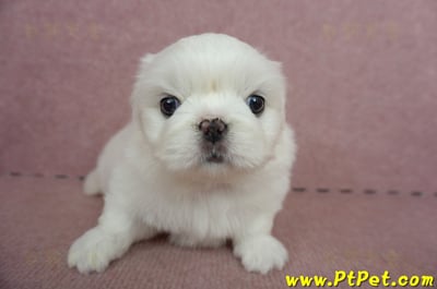 05/27北京狗母幼犬(台北萬華)2