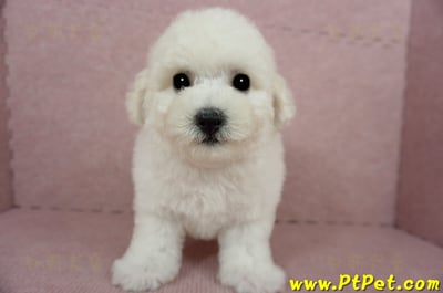 03/11比熊犬公幼犬(新北林口)3