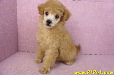 02/11奶油貴賓母幼犬10