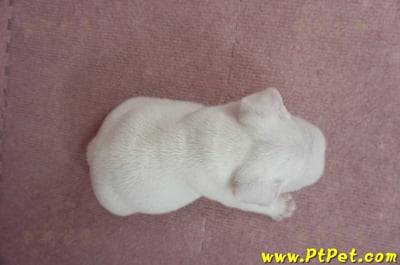 04/18奶白色法國鬥牛公幼犬(新北板橋)9