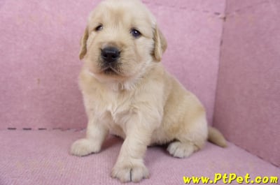 01/10黃金獵犬公幼犬2號6