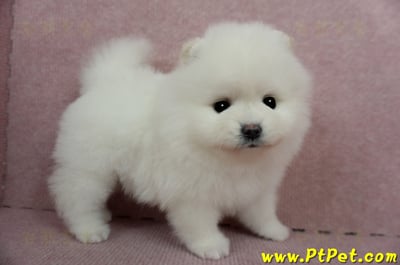 12/27迷你型松鼠白博美母幼犬(高雄三民)9