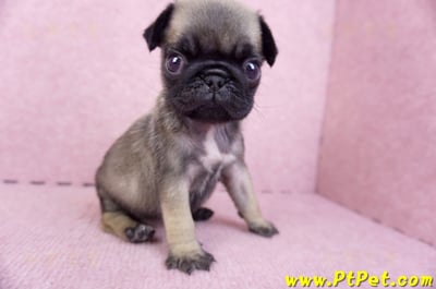 09/08巴哥母幼犬2號(桃園楊梅)6