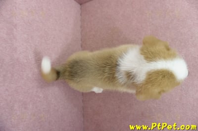 05/09雙色柯基犬公幼犬2號(宜蘭三星)11