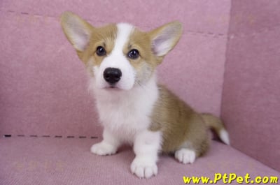 10/10雙色柯基犬母幼犬(高雄大寮)11