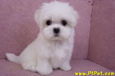 11/20茶杯型馬爾濟斯母幼犬(新北新莊)7