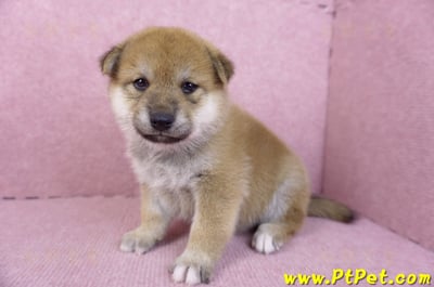 12/10赤色柴犬母幼犬6