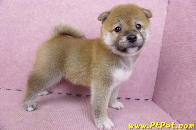 07/11赤色柴犬母幼犬1號(新北中和)6