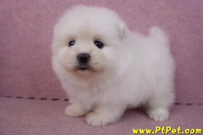 02/10白色松鼠博美母幼犬9