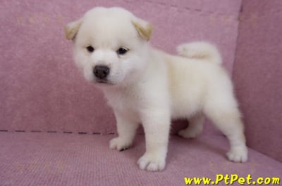 07/22白色柴犬公幼犬9
