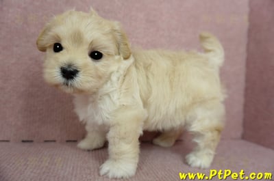 2/23奶油色馬爾泰迪公幼犬(屏東市)8