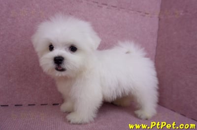 07/26迷你型馬爾濟斯公幼犬1號(台北大同)12