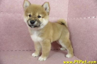 04/29赤色長毛柴犬公幼犬(高雄小港)7