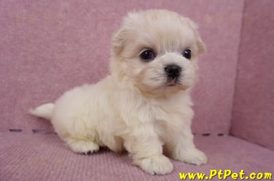 06/26迷你型馬爾濟斯 I 公幼犬1號(桃園八德)5