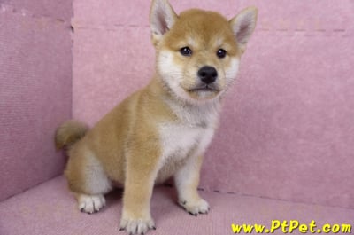 07/22赤色柴犬公幼犬(桃園中壢)3