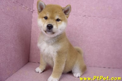 02/06赤色柴犬母幼犬(新竹東區)12