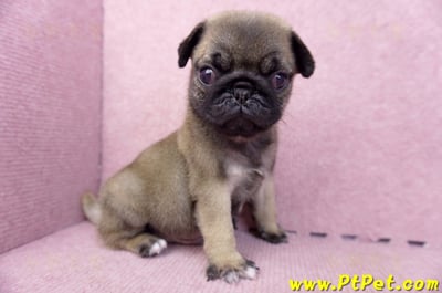 07/09巴哥公幼犬3號(新竹東區)3