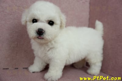 03/11比熊犬母幼犬(嘉義)13