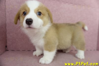 05/09雙色柯基犬公幼犬2號(宜蘭三星)10