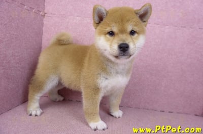 02/06赤色柴犬母幼犬(新竹東區)7