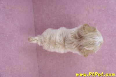 08/06奶油色馬爾泰迪母幼犬2號(高雄鳳山)11